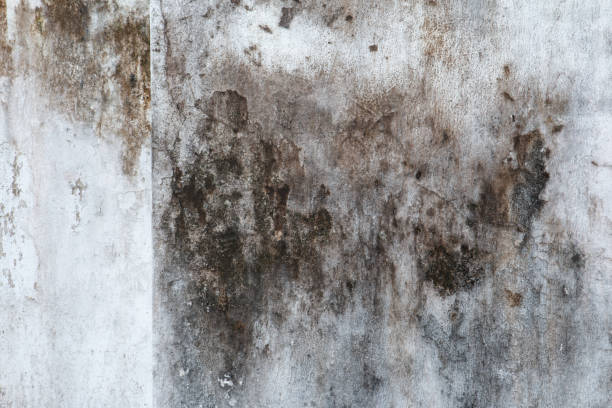 Trusted Tariffville, CT Mold Removal Experts