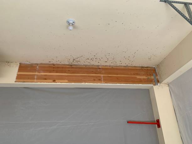 Best Water Damage & Mold Remediation  in Tariffville, CT