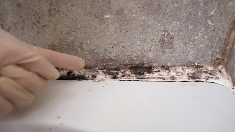 Best Forensic Mold Investigation  in Tariffville, CT