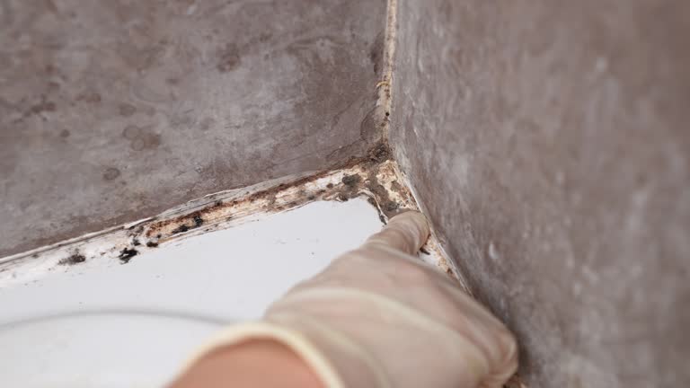 Best Mold Documentation for Insurance Claims  in Tariffville, CT